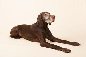 German shorthaired pointer photo