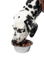 Dog eat dalmatian photo