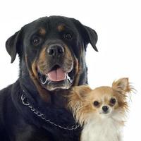 rottweiler and chihuahua photo
