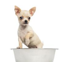 Chihuahua puppy in a big dog bowl, isolated on white