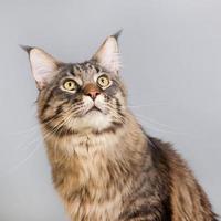 Maine coon cat on gray photo