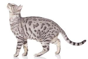 Bengal cat standing sideways