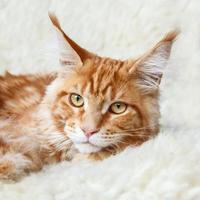 Domestic foxy maine coon cat posing on white background fur