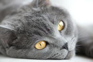 hocico de gato gris británico closeup, enfoque selectivo