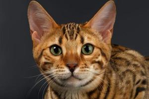 Close-up Bengal Cat Looking in Camera on Black photo