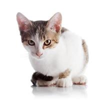 The kitten sits on a white background. photo
