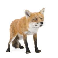 Red fox (4 years)