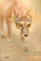 Fox, Female, photo