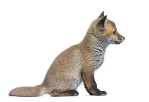 Side view of a Red fox cub (6 Weeks old) photo