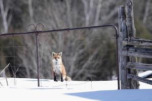 Red Fox by a gate photo