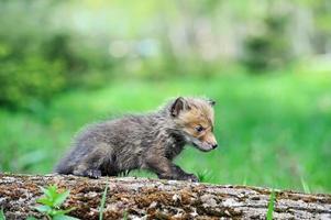 Fox cub photo