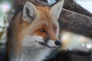 Fox. photo