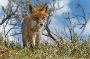 Red fox cub photo