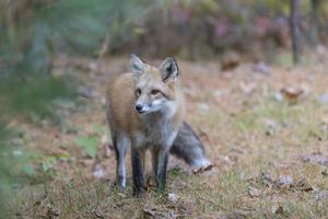Wild Red fox in the wild