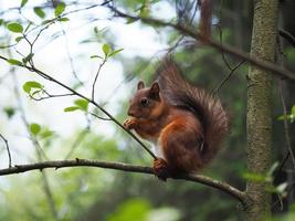 squirrel in the forest photo