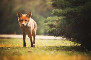 Fox on the summer forest photo