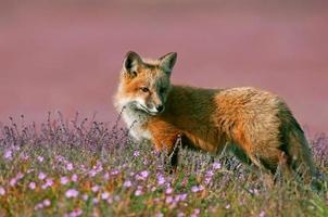 Young Red Fox photo