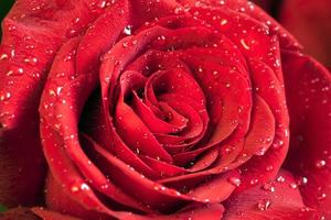 Flower red rose closeup