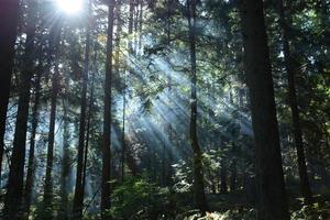 Sun rays in the evergreen foreest
