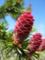 Young pink fir cone