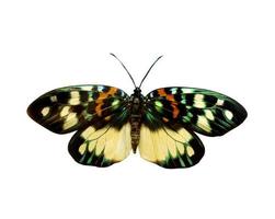 mariposa colorida aislada en blanco foto