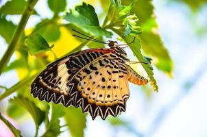 Butterfly laying eggs on green leaf photo