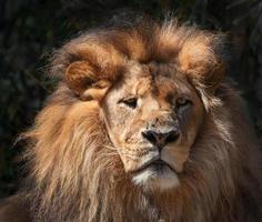 lion photo