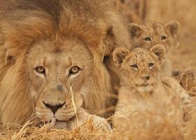 Male lion , cub, Kruger National Park , South Africa. photo