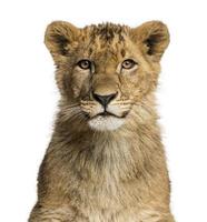 Close-up of a Lion cub looking at the camera photo