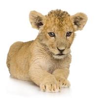 Lion Cub (3 months) photo