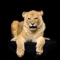 Lion Cub lying down photo