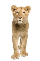 Lion Cub (9 months) photo
