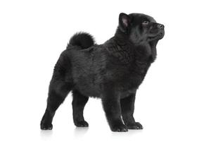 Chow-Chow puppy standing photo