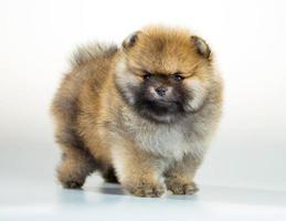 Pomeranian puppy over white background