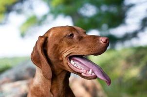 Female Vizsla with her Tongue Hanging Out photo