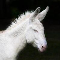 side face portrait of a white donkey photo