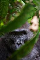 Retrato de una hembra del gorila de las tierras bajas occidentales foto