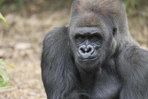 gorila de espalda plateada del oeste foto