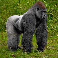 Gorialla Standing