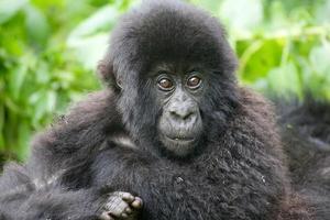 gorila de montaña (gorilla beringei beringei) foto
