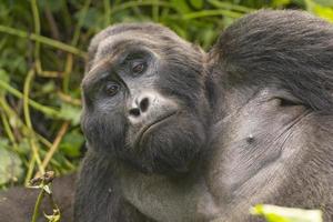 Close-up of a Silverback Mountain Gorilla photo