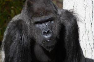 gorila de espalda plateada 2