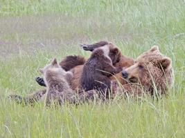 Grizzly Bear mother nurses cubs (1) photo