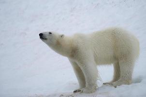 polar bear photo