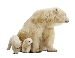 Polar bear with cubs. Isolated over white photo