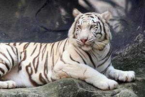 White Bengal tiger (Panthera tigris)