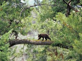 Black Bear Cub on Branch photo