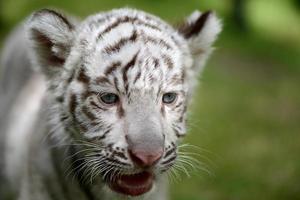 cachorro de tigre blanco se enfoca en la cabeza y los ojos foto