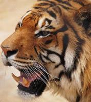 Wild tiger roaring fiercely photo