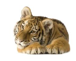 Tiger cub (5 months) photo